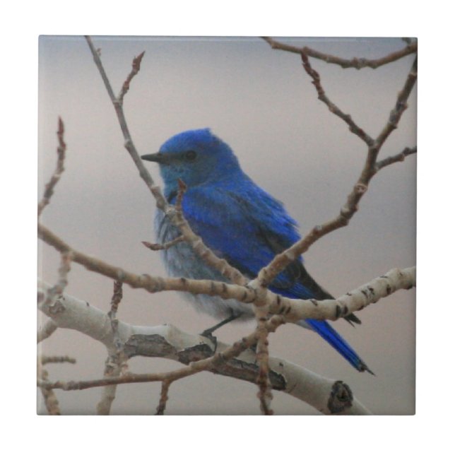 Mountain Bluebird Ceramic Tile (Front)