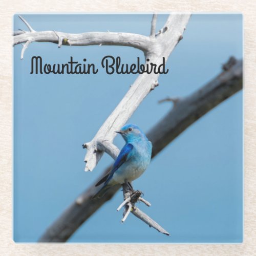 Mountain Bluebird Glass Coaster