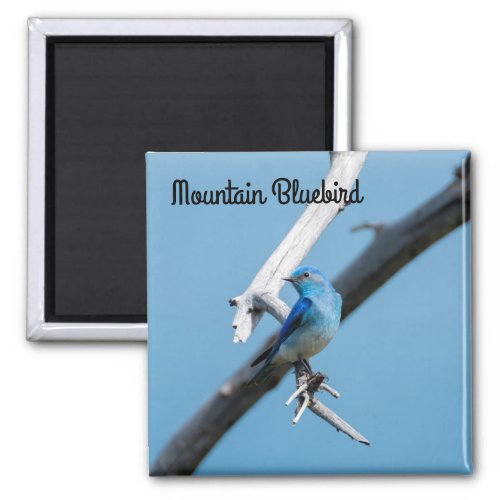Mountain Bluebird Magnet