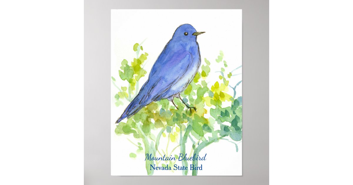 Mountain Bluebird Nevada State Bird Watercolor Poster Zazzle