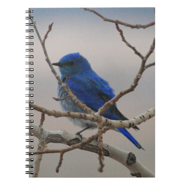 Mountain Bluebird Notebook (Front)
