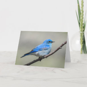 Mountain Bluebird Notecard
