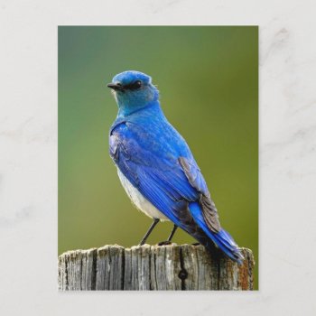 Mountain Bluebird Postcard by thecoveredbridge at Zazzle