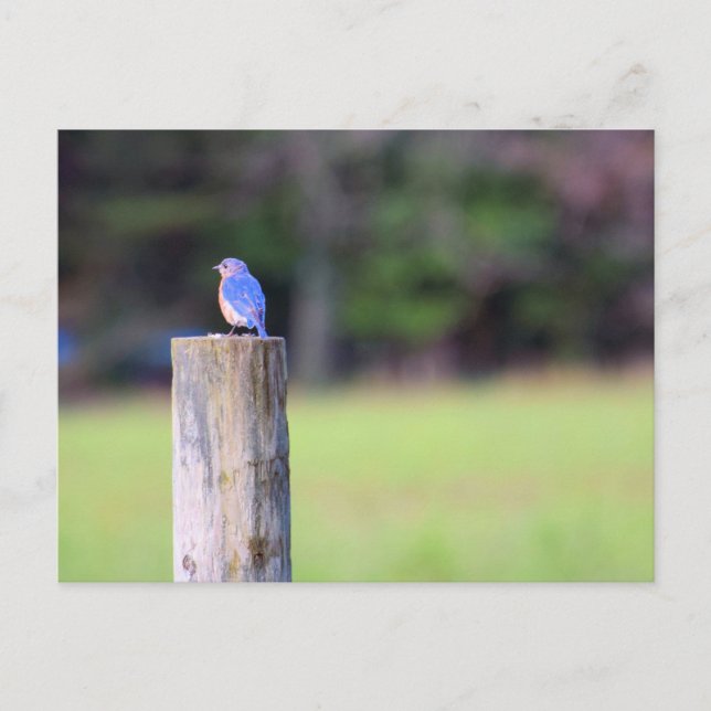 Mountain Bluebird  Postcard (Front)