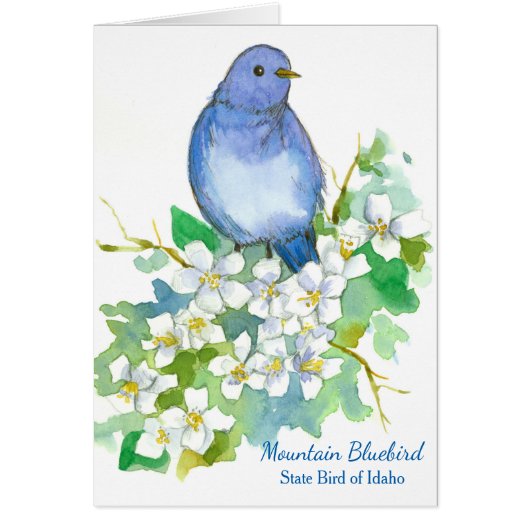 Mountain Bluebird State Bird of Idaho Blank Cards (Front)
