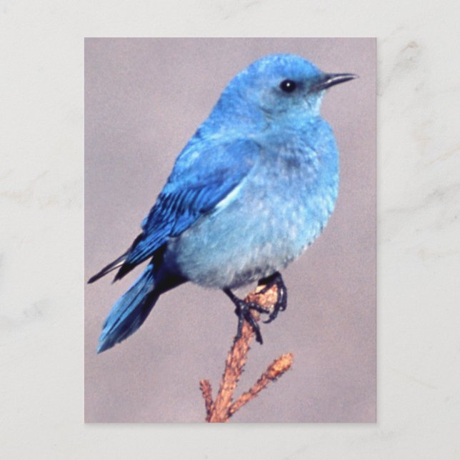 Mountain Bluebird Wildlife Series # 2 Postcard (Front)