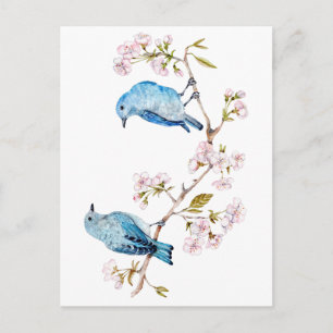 Mountain Bluebirds on Sakura Branch Postcard