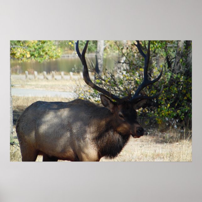 Mountain Bull Elk Photo Nature Wall Poster Mancave (Front)