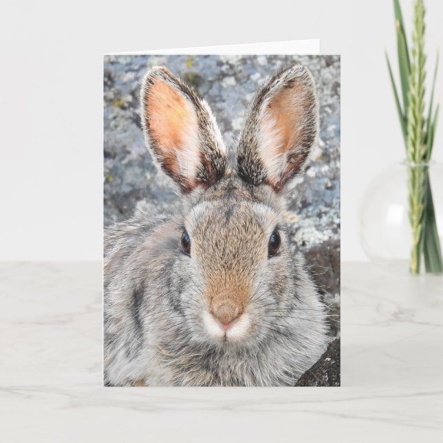 Mountain Cottontail Notecard (Front)