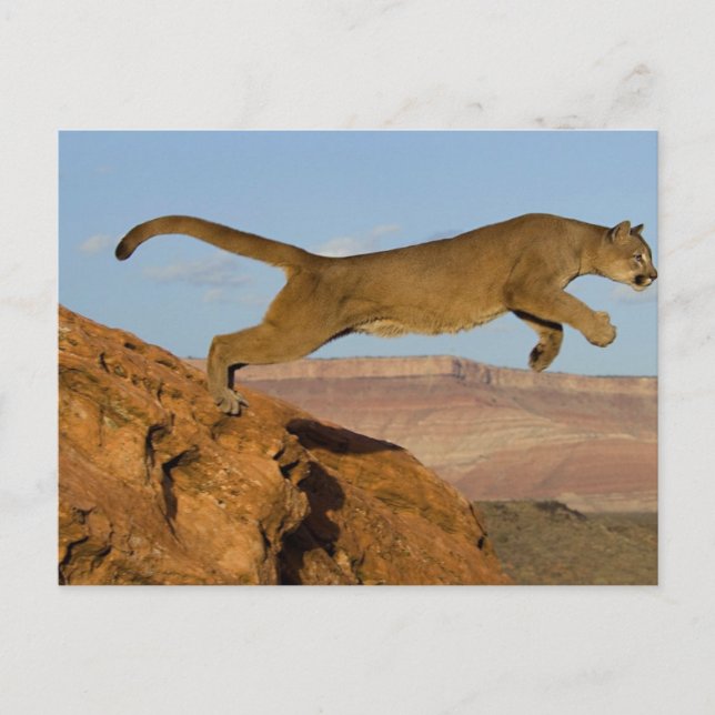 Mountain Cougar Postcard (Front)