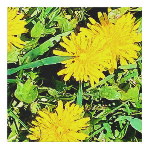 Mountain Dandelions Photo From Ottawa Canada Faux Canvas Print