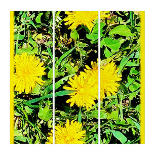 Mountain Dandelions Photo From Ottawa Canada Triptych