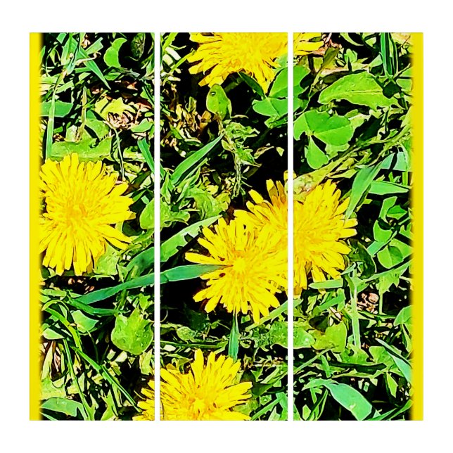 Mountain Dandelions Photo From Ottawa Canada Triptych (Front)