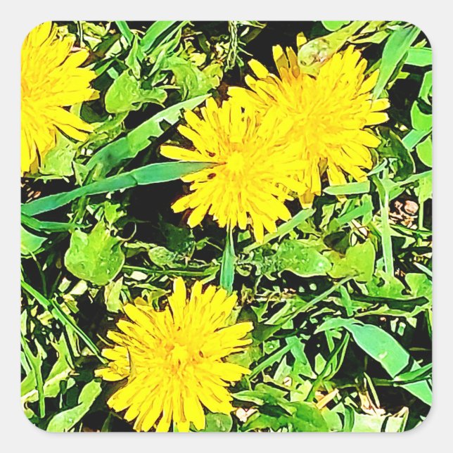 Mountain Dandelions Pic From Spring Ottawa Canada Square Sticker (Front)