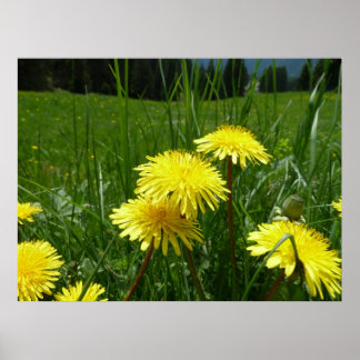 Mountain Dandelions Poster