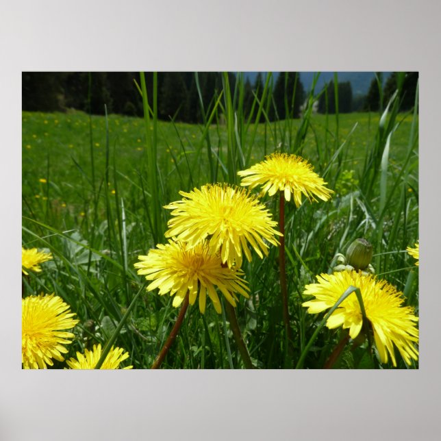 Mountain Dandelions Poster (Front)
