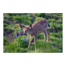 Mountain Deer and Lupine Print