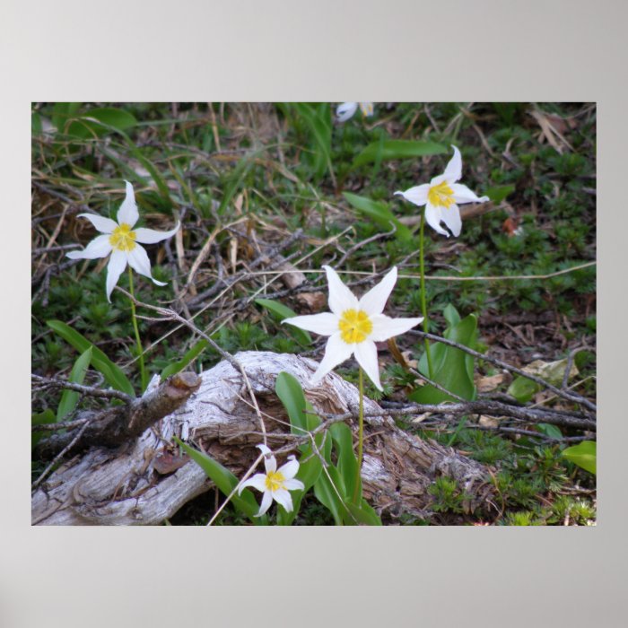 Mountain Flowers Posters