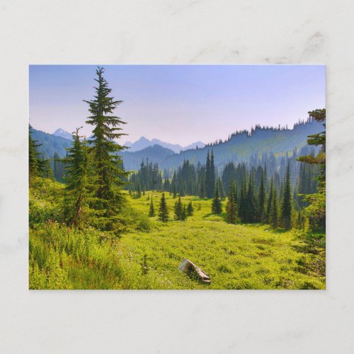 Mountain  Forest Landscape Washington State Postcard
