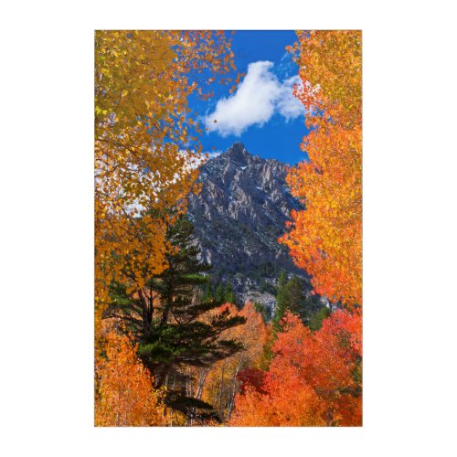 Mountain framed in fall foliage CA Acrylic Print