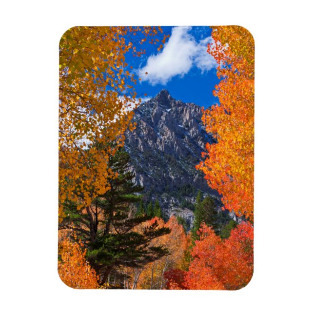 Mountain framed in fall foliage, CA Magnet (Vertical)