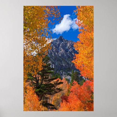 Mountain framed in fall foliage CA Poster