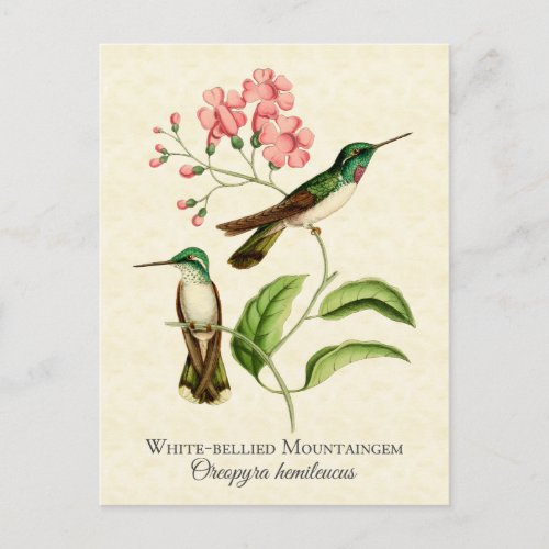 Mountain Gem Hummingbird Vintage Art Postcard