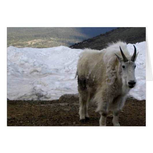 Mountain Goat (Front Horizontal)