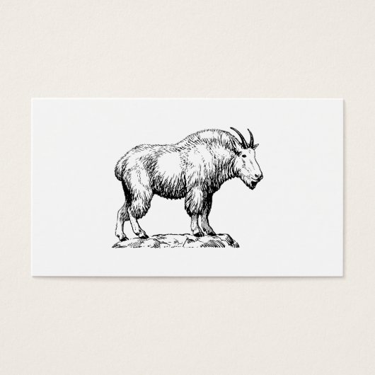 Mountain Goat (Front)