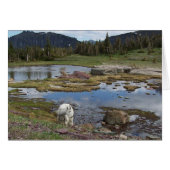 Mountain Goat (Front Horizontal)