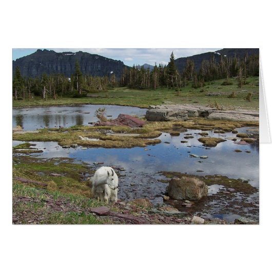 Mountain Goat (Front Horizontal)