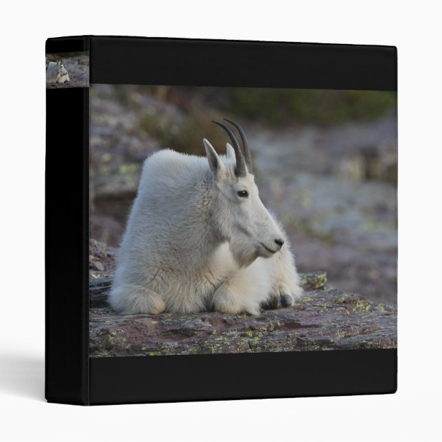 mountain goat 3 ring binder (Front/Spine)