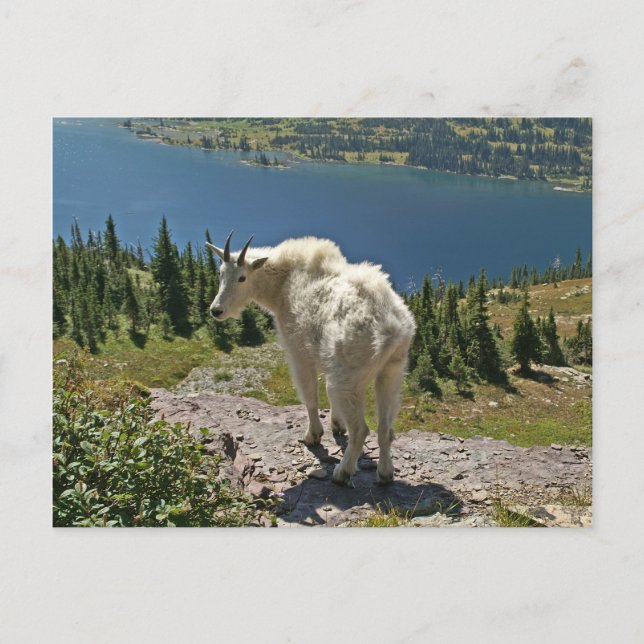 Mountain Goat at Glacier National Park Postcard (Front)