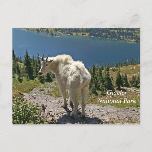 Mountain Goat at Glacier National Park Postcard