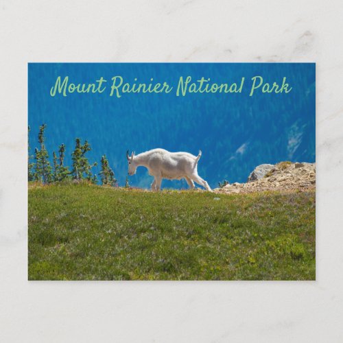 Mountain Goat at Panhandle Gap Mt Rainier Postcard