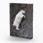 Mountain Goat Award<br><div class="desc">mountain goat climbing rocks and cliff... Using amazing and high-quality images of wildlife and nature, WorldDesign is dedicated to creating fun and beautiful products for people to enjoy, share, and promote as gifts. We are a Zazzle Elite ProSeller and own the copyright to all the images presented and ALL of...</div>