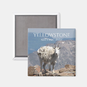 Mountain Goat, Froze to Death Plateau, Yellowstone Magnet