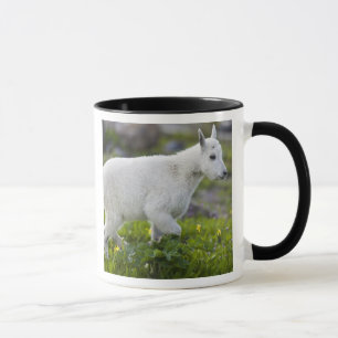 Mountain goat kid at Logan Pass in Glacier Mug