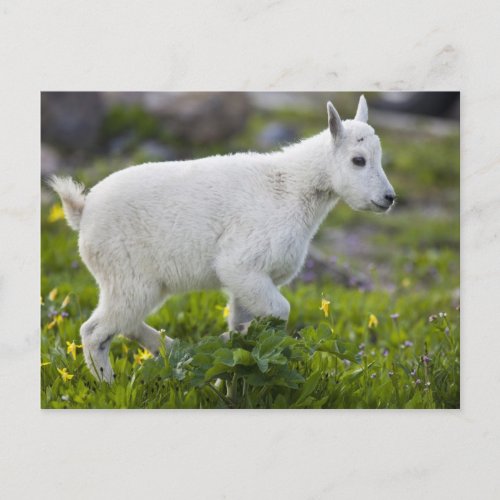 Mountain goat kid at Logan Pass in Glacier Postcard