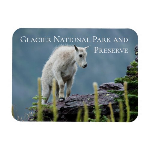 Mountain Goat Kid on Cliff Glacier National Park Magnet