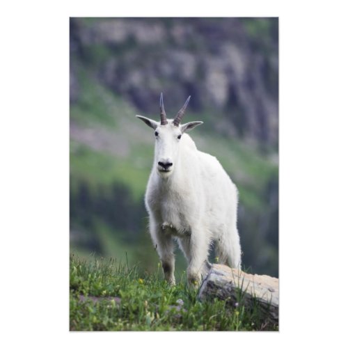 Mountain Goat Oreamnos americanus adult with Photo Print