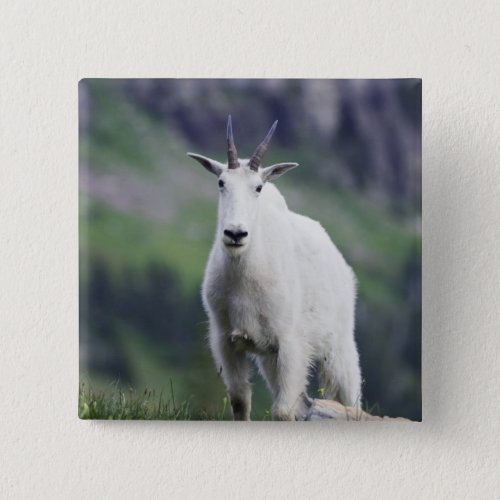 Mountain Goat Oreamnos americanus adult with Pinback Button