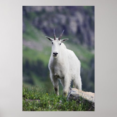 Mountain Goat Oreamnos americanus adult with Poster