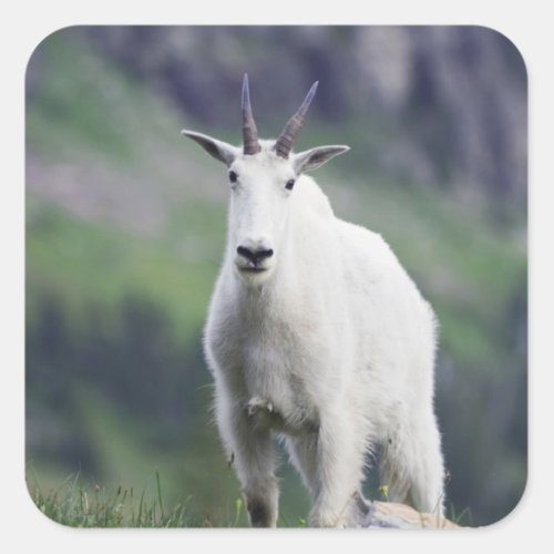 Mountain Goat Oreamnos americanus adult with Square Sticker