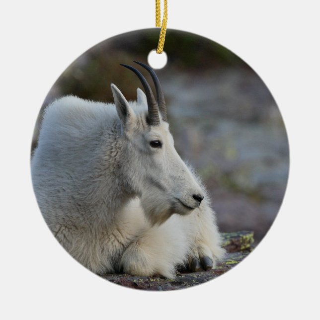 mountain goat resting ceramic ornament (Front)