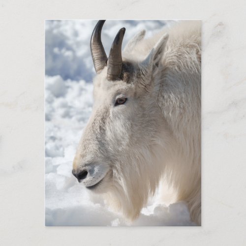 Mountain Goat Resting in Snow Postcard