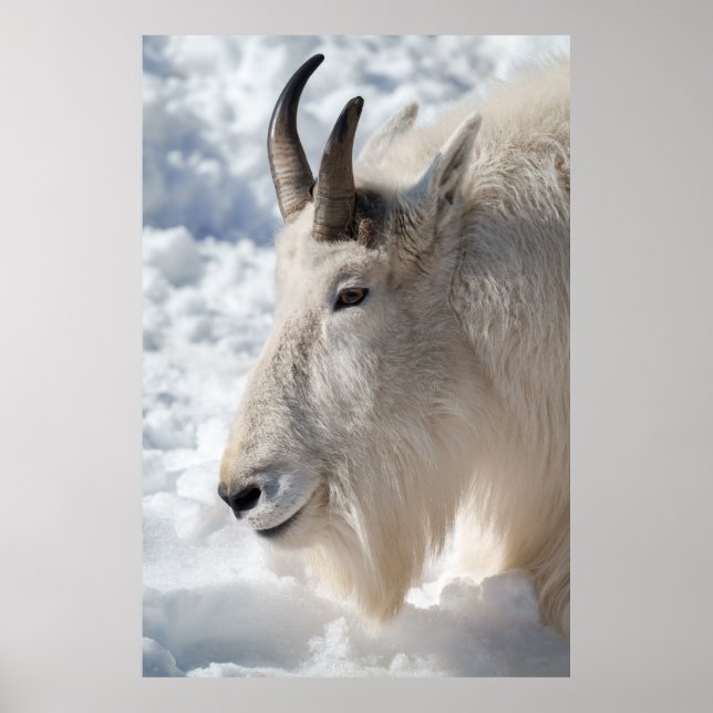 Mountain Goat Resting in Snow Poster (Front)