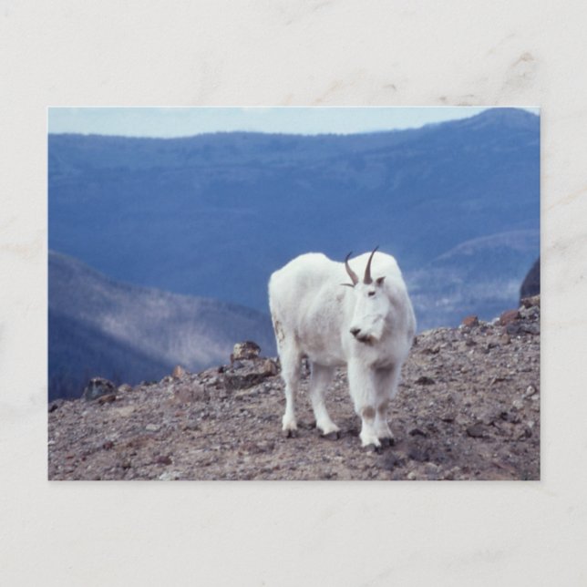 Mountain Goat Wildlife Series # 11 Postcard (Front)