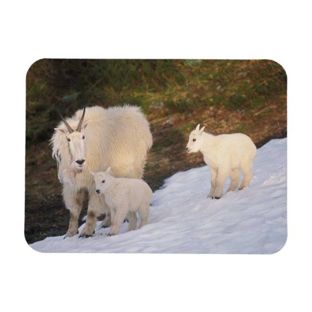 mountain goats magnet (Horizontal)