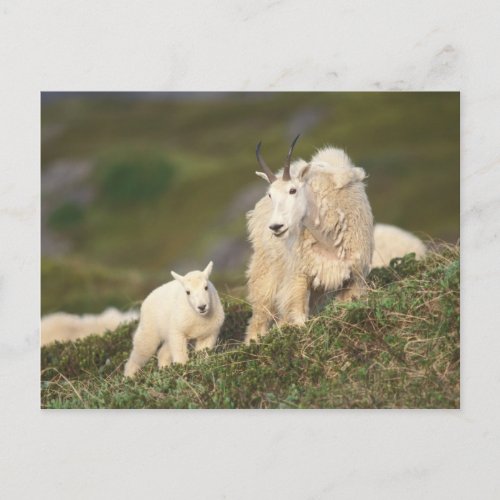 mountain goats Oreamnos americanus mother and 2 Postcard